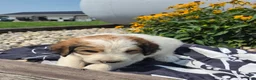 Mixed Breed dogs for sale: Letty - Ad 7