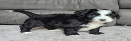 Mini Bernedoodle dogs for sale: Mini Clover - Ad 6