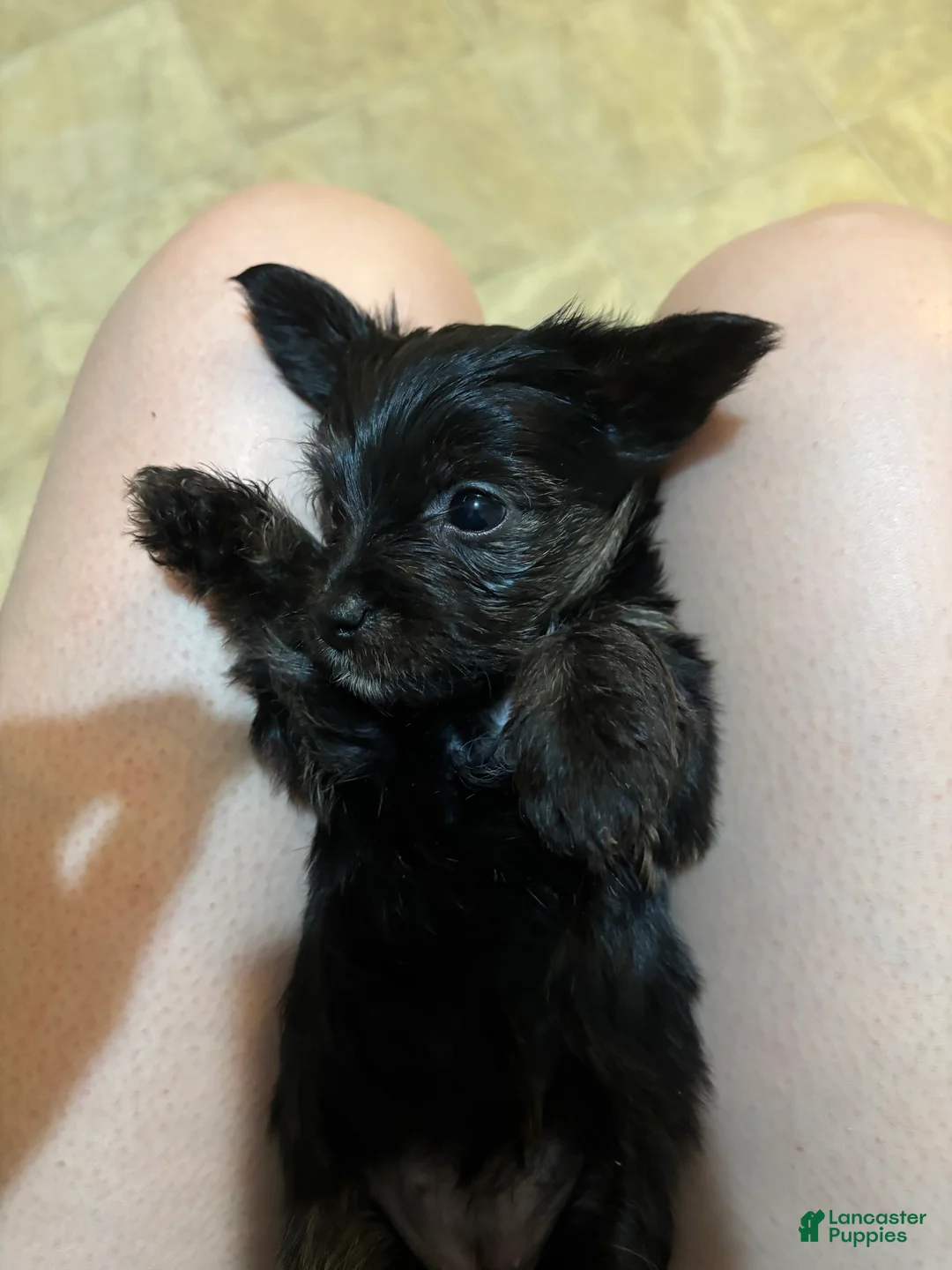 Yorkiepoo dogs for sale: Yorkiepoo Puppy 1 - Ad 2