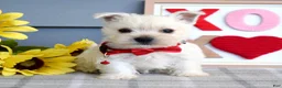 West Highland Terrier dogs for sale: Bella - Ad 5