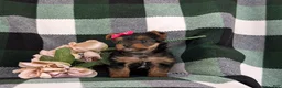 Yorkshire Terrier dogs for sale: Harmony 4.5 lbs Full Grown - Ad 9
