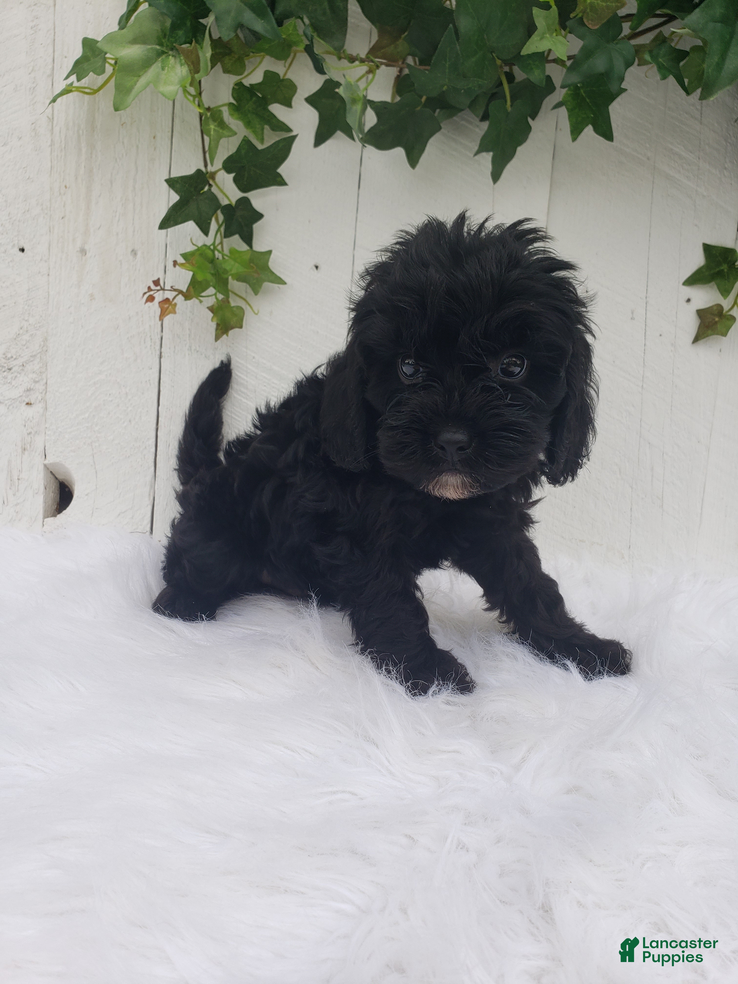 Cavapoo dogs Lucky  - Ad 2