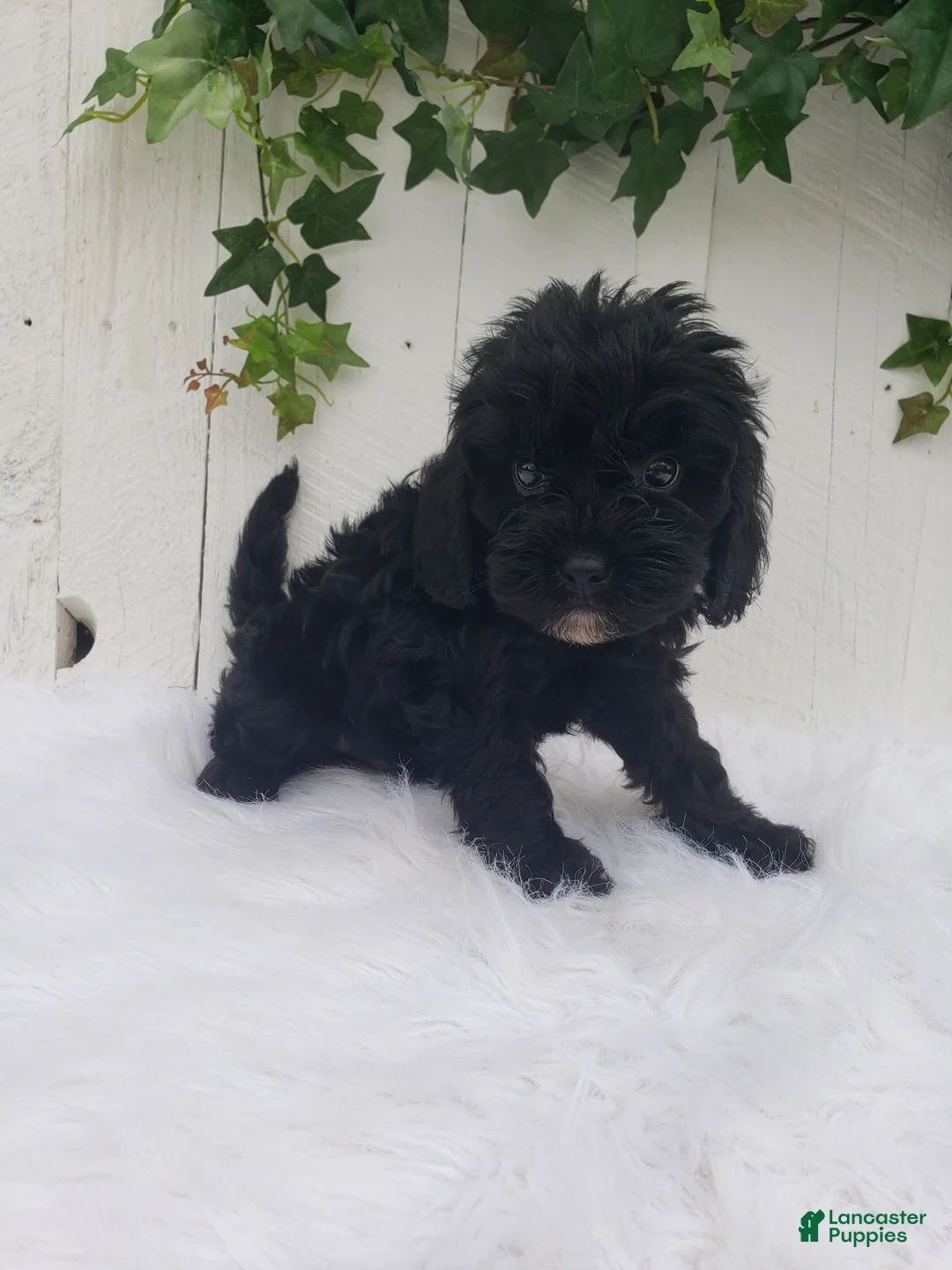 Cavapoo dogs for sale: Lucky  - Ad 2
