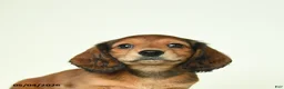 Miniature Dachshund dogs for sale: Dicky - Ad 3