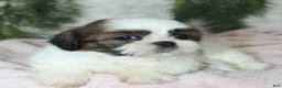 Shih Tzu dogs for sale: Shih Tzu 6 - Ad 3