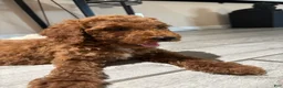 Standard Poodle dogs for sale: Duke - Ad 5