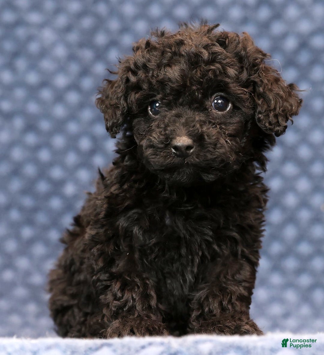 Miniature Poodle dogs for sale: Freya - Ad 1