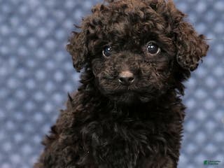 Miniature Poodle dogs Freya - Ad 32
