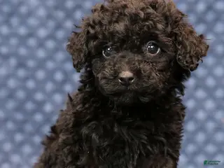 Miniature Poodle dogs Freya - Ad 28