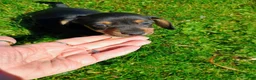 Miniature Dachshund dogs for sale: Dachshund Puppy 2 - Ad 4
