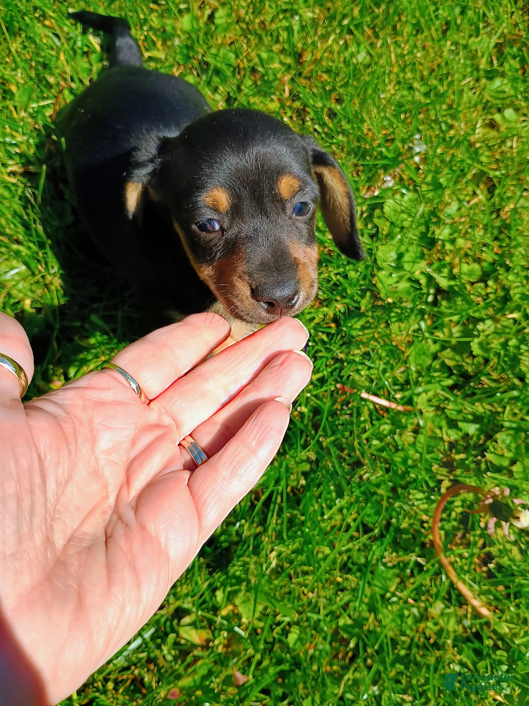 Miniature Dachshund dogs for sale: Dachshund Puppy 2 - Ad 4