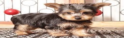 Yorkshire Terrier dogs for sale: Nico - Ad 4