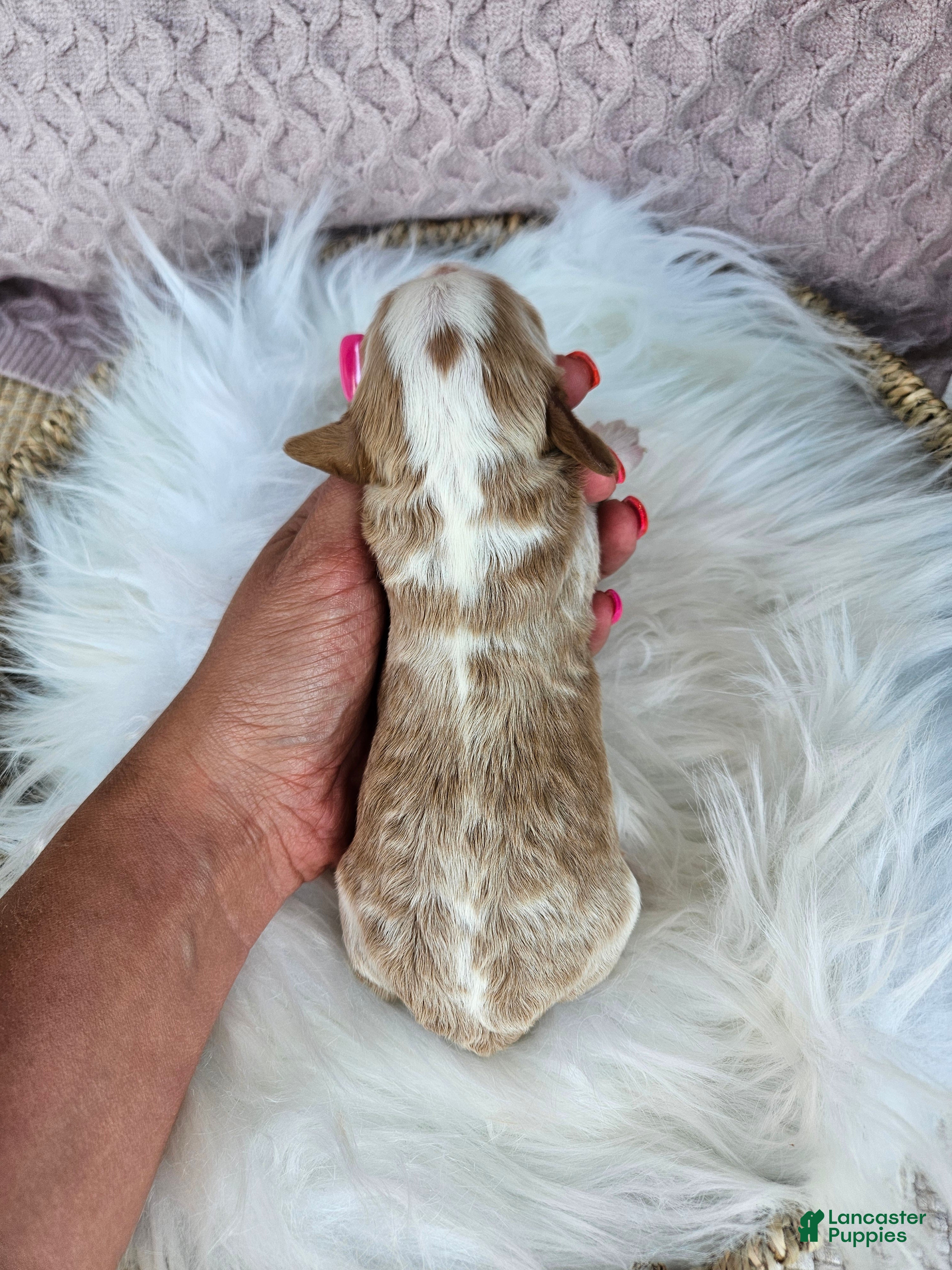 Cavapoo dogs Jasper - Ad 5