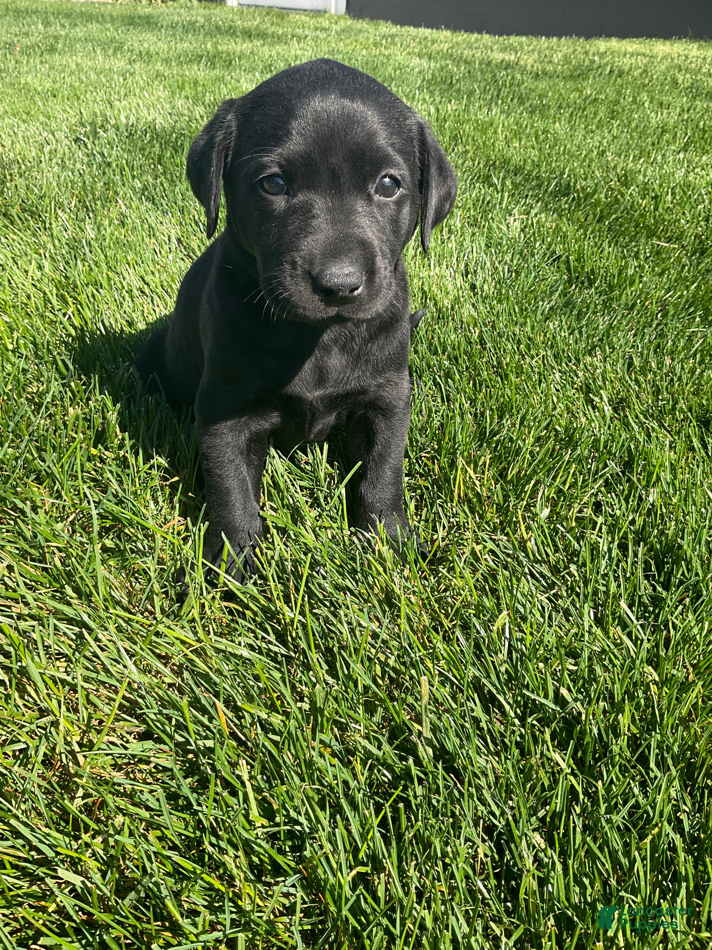 Labrador Retriever dogs Maggie - Ad 2