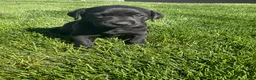 Labrador Retriever dogs for sale: Maggie - Ad 2