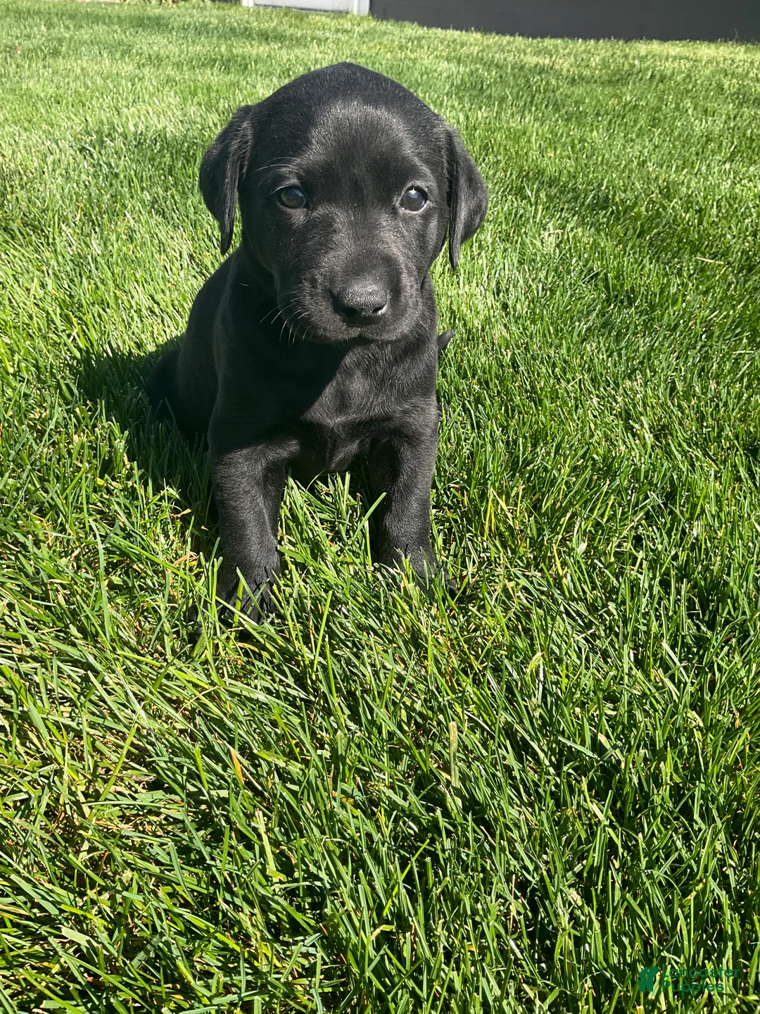 Labrador Retriever dogs for sale: Maggie - Ad 2