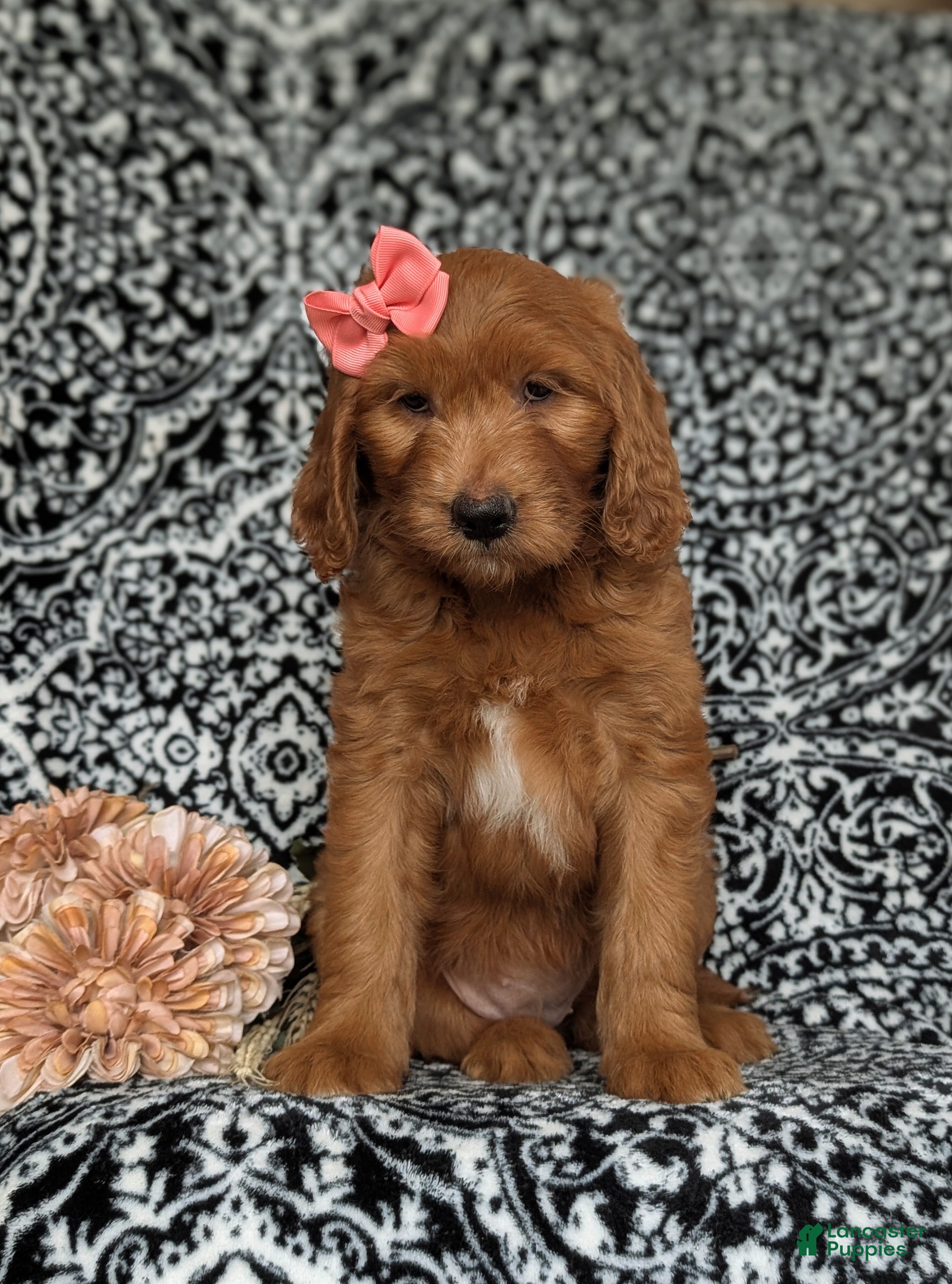 Goldendoodle dogs Wanda - Ad 1