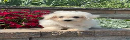 Bichpoo dogs for sale: Bruce  - Ad 6
