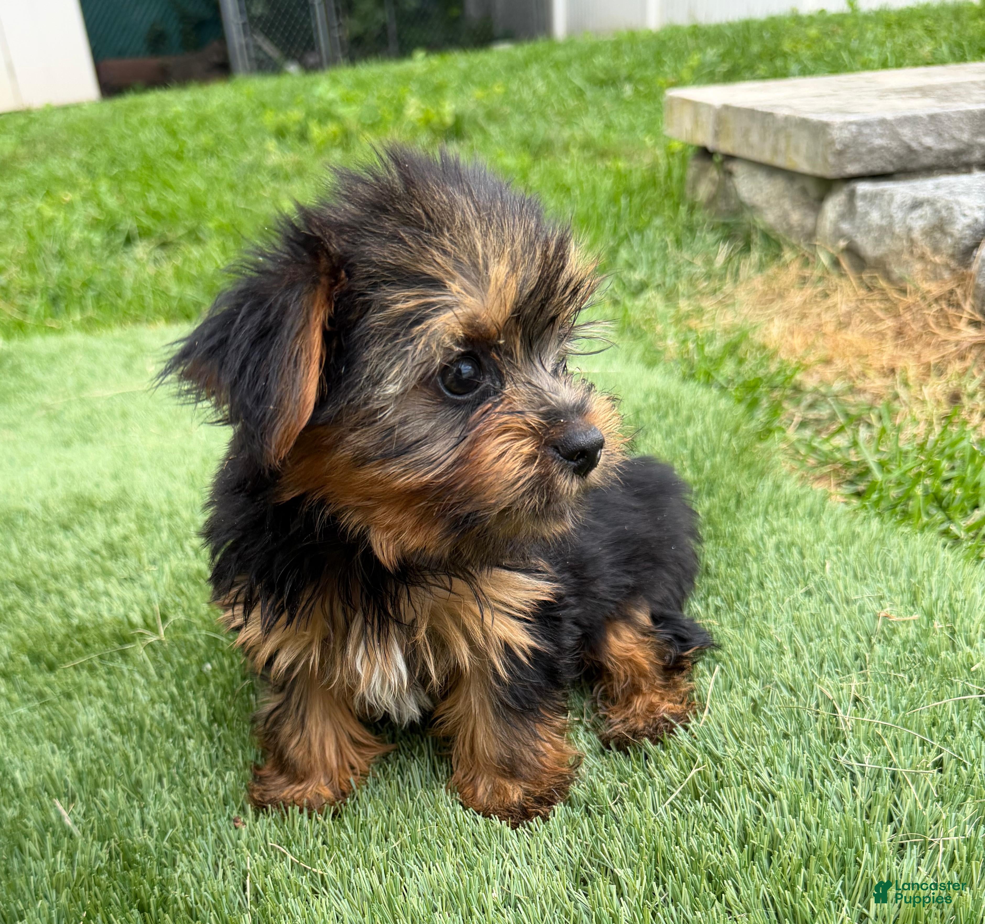 Yorkshire Terrier dogs for sale: Yorkshire Terrier Luna - Ad 2
