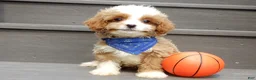 Cavapoo dogs for sale: Scout - Ad 3