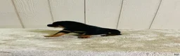 Rottweiler dogs for sale: Rottweiler 1 - Ad 8