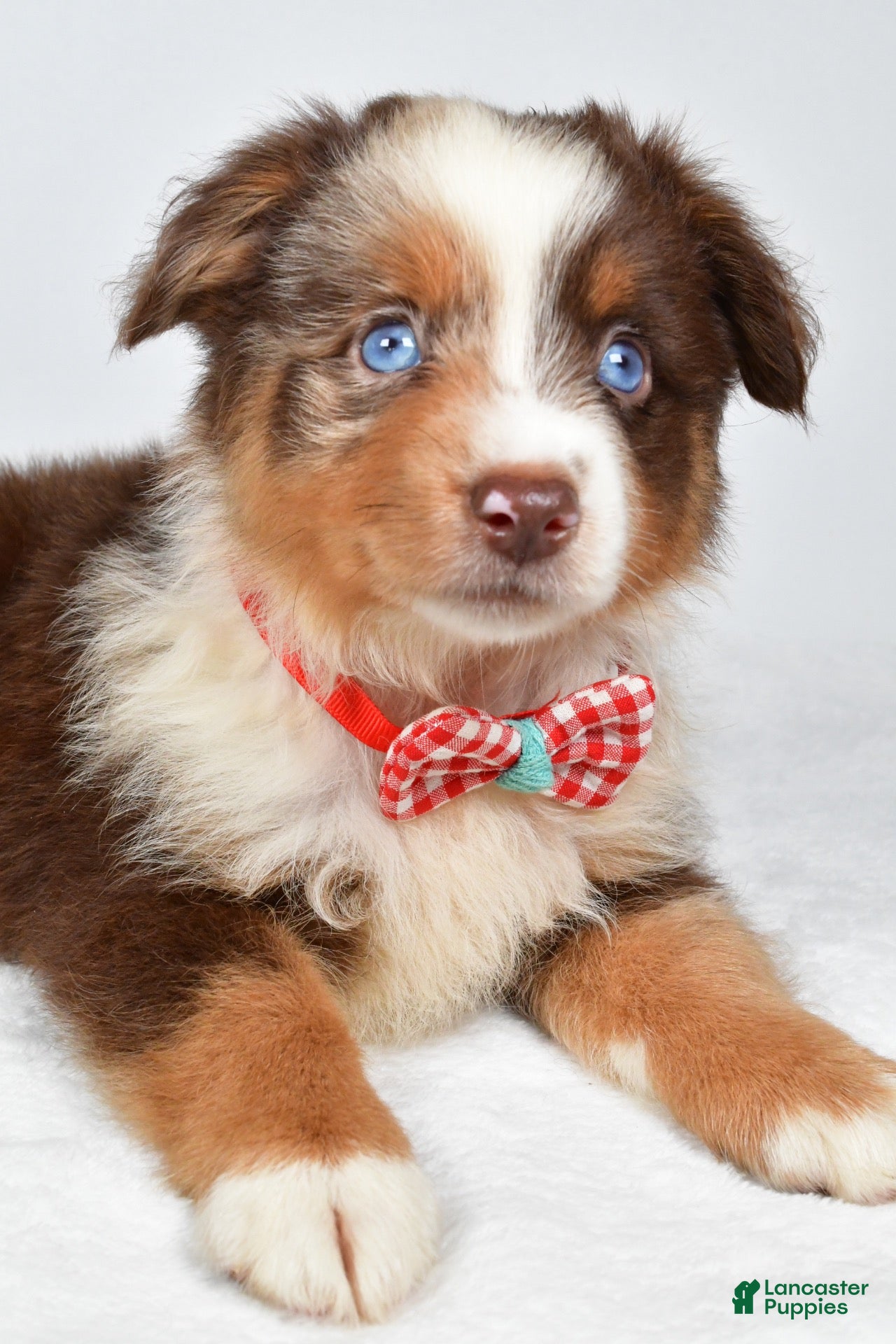 Miniature Australian Shepherd dogs Jagger - Ad 2