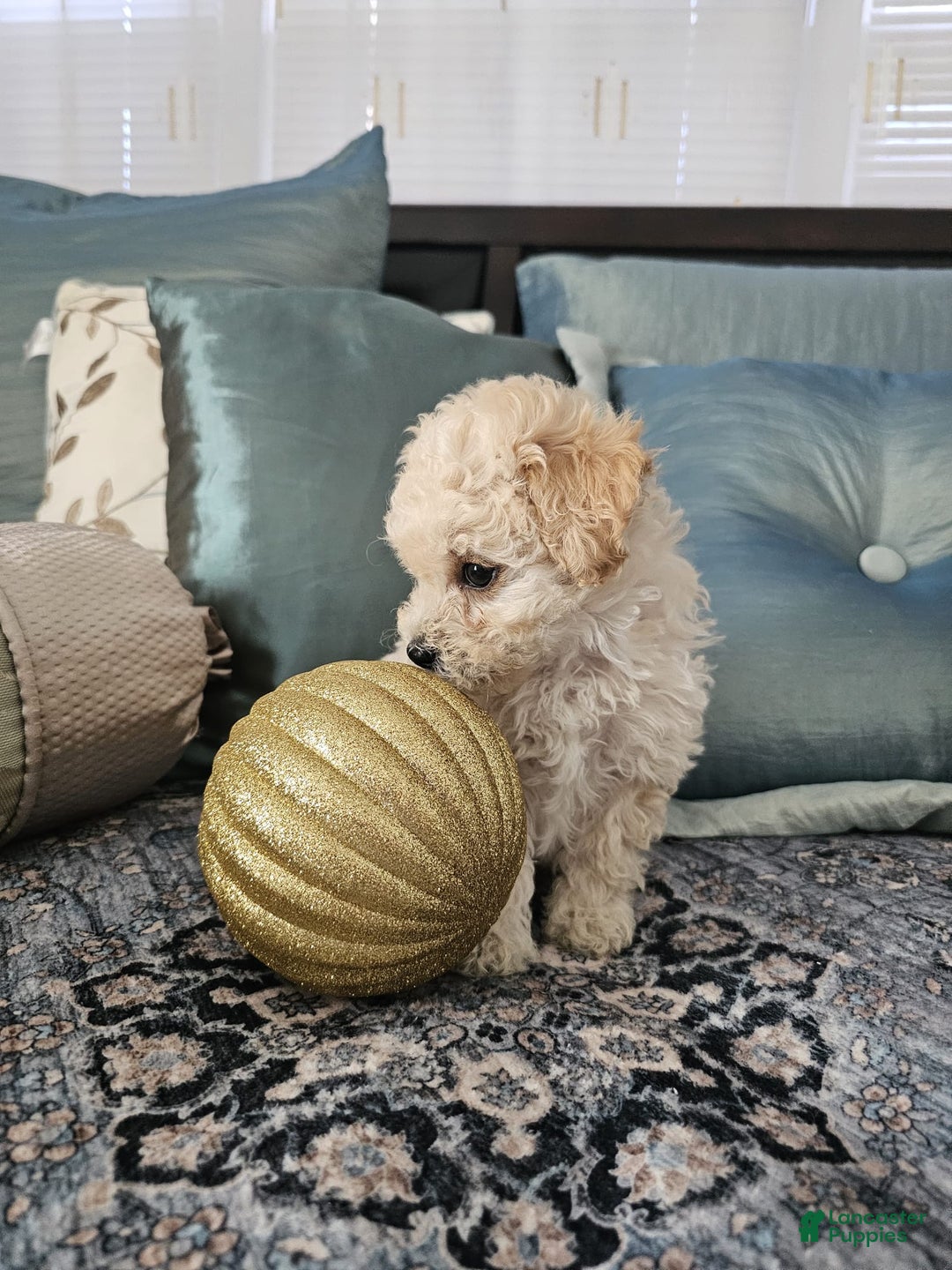 Maltipoo dogs for sale: Maltipoo Puppy 4 - Ad 3