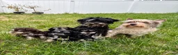 Miniature Schnauzer dogs for sale: double chocolate chip - Ad 4