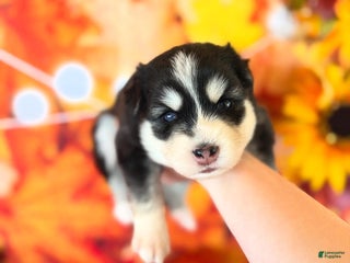 Pomsky dogs Lumi - Ad 4