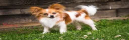 Papillon dogs for sale: Nerf - Ad 30