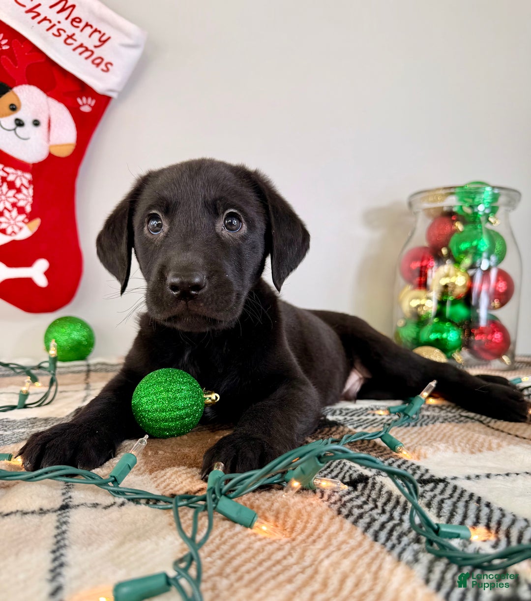 Labrador Retriever dogs for sale: Leonard - Ad 2
