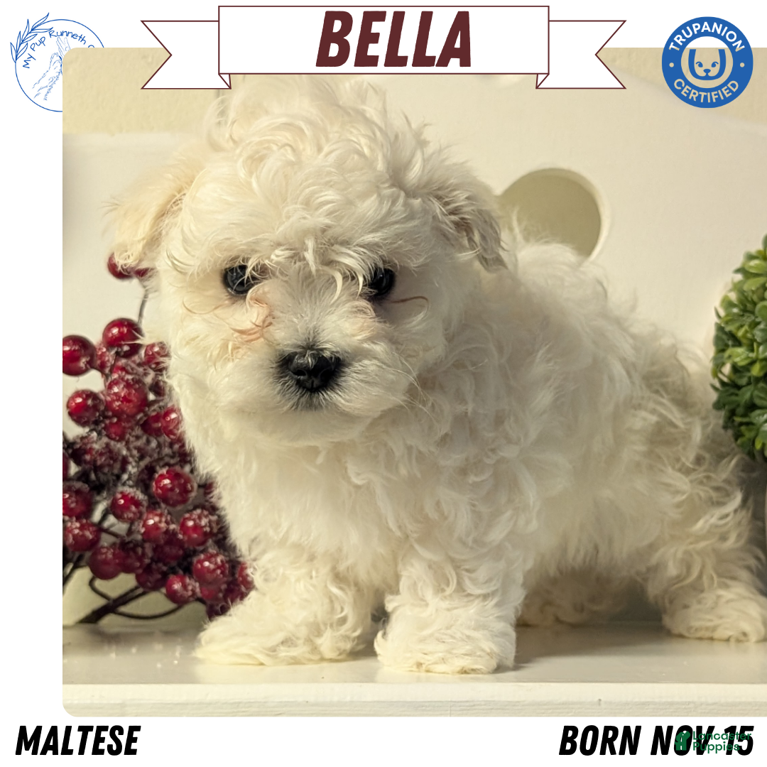 Maltese dogs Bella - Ad 4