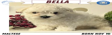 Bella