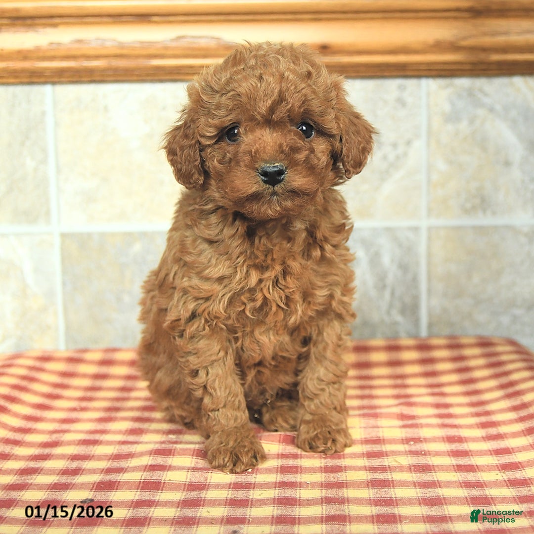 Yorkiepoo dogs for sale: Einstein - Ad 3
