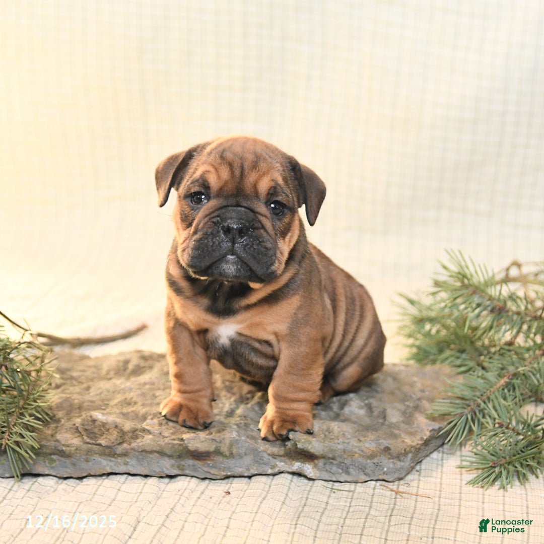 English Bulldog dogs for sale: Noel - Ad 2