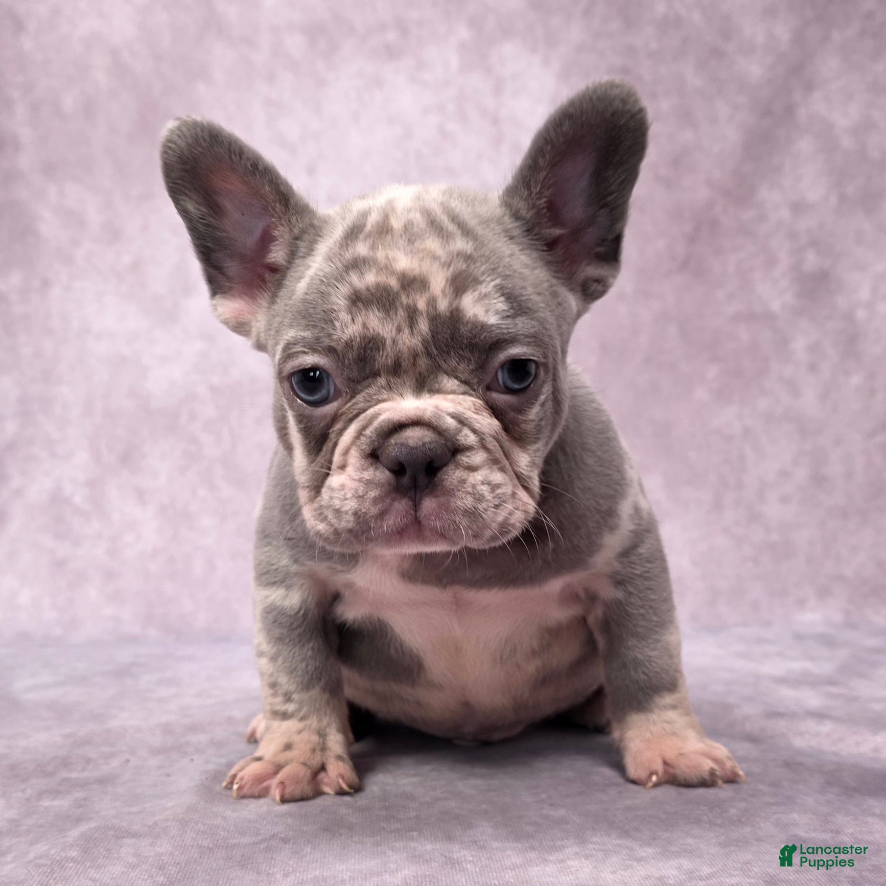 French Bulldog Puppies for sale in Ohio Lancaster Puppies