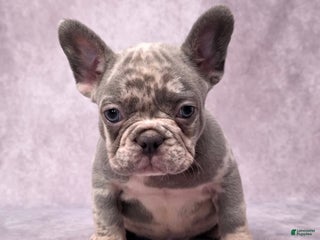 French Bulldog dogs - Ad 28