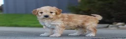 Mini Goldendoodle dogs for sale: Peaches - Ad 3