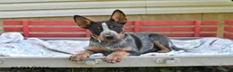 Australian Cattle Dog dogs for sale: Pepper - Ad 4