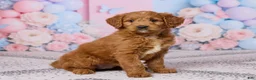 Mini Goldendoodle dogs for sale: Lilac - Ad 3
