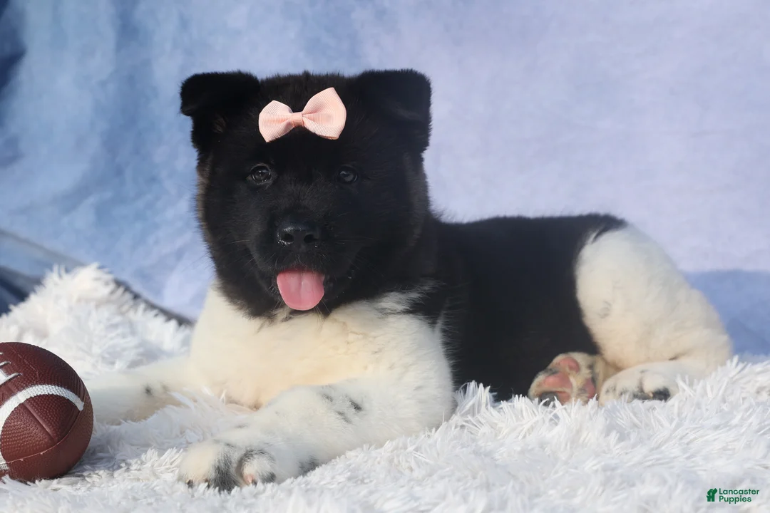 Akita dogs for sale: Olive - Ad 2