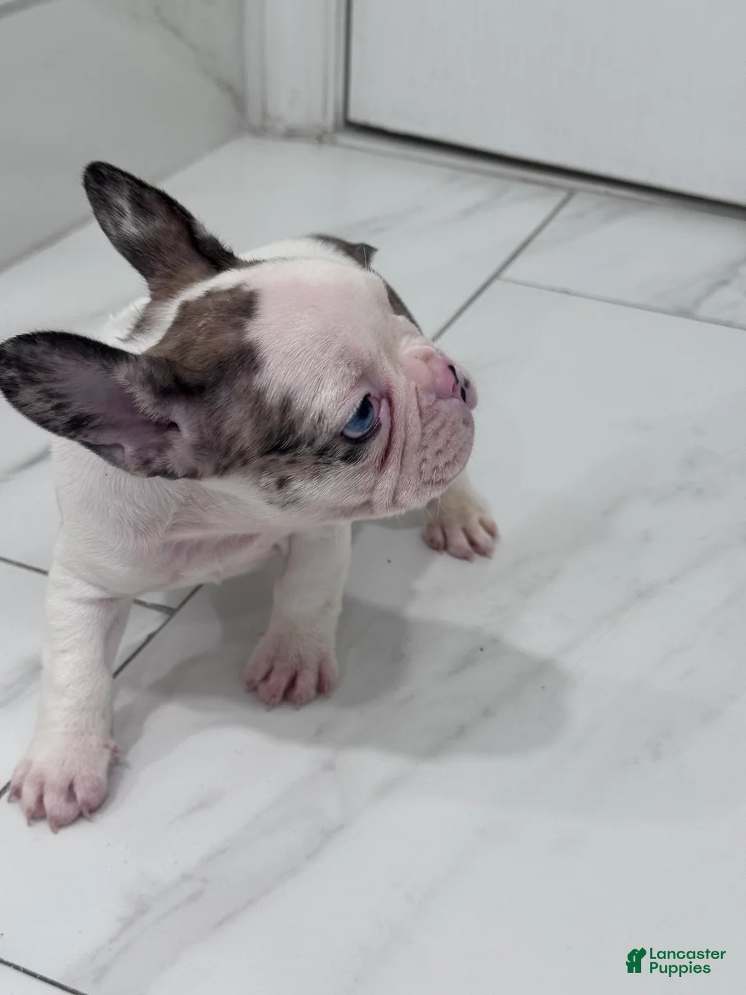 French Bulldog dogs for sale: French Bulldog Puppy 1 - Ad 2