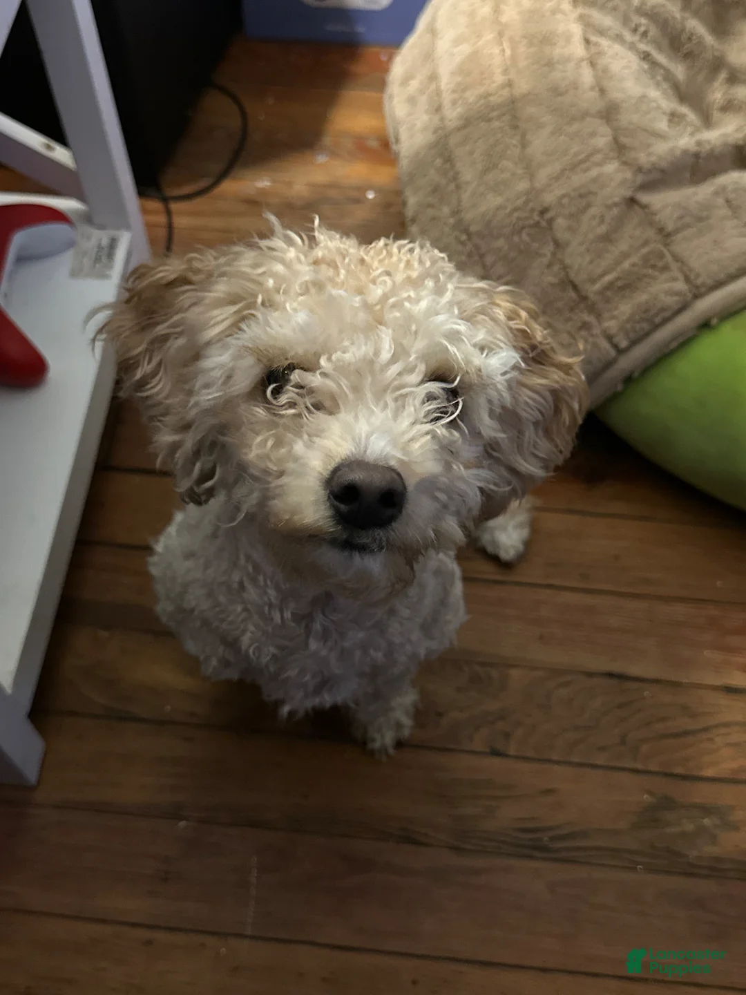 Chipoo dogs for sale: Chipoo Puppy 2 - Ad 3