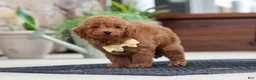 Maltipoo dogs for sale: Keith - Ad 8