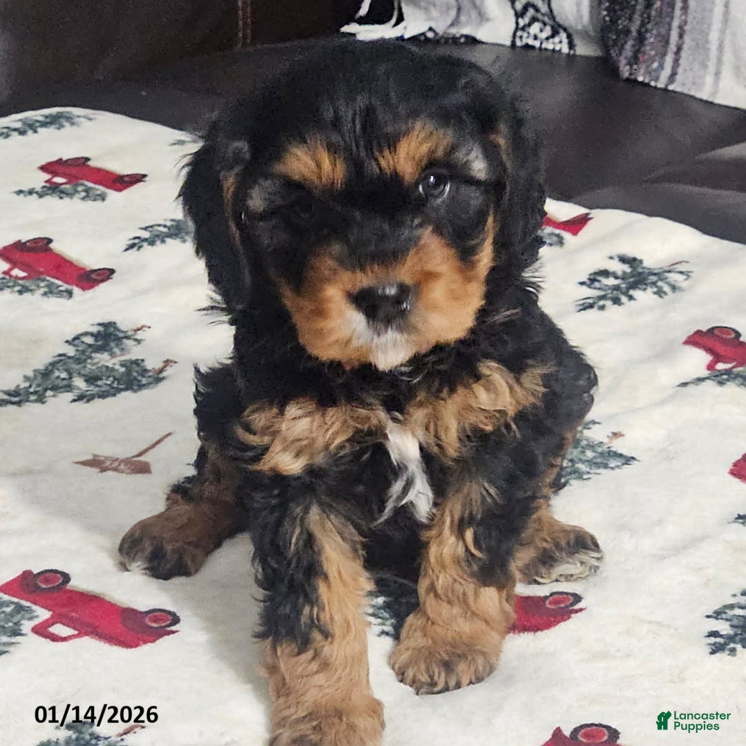 Cavapoo dogs for sale: Bear - Ad 1