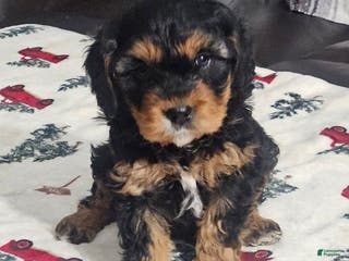 Cavapoo dogs Bear - Ad 13
