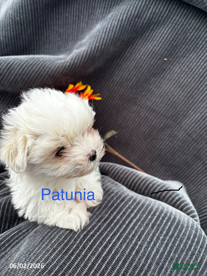 Maltese dogs for sale: Petunia - Ad 4