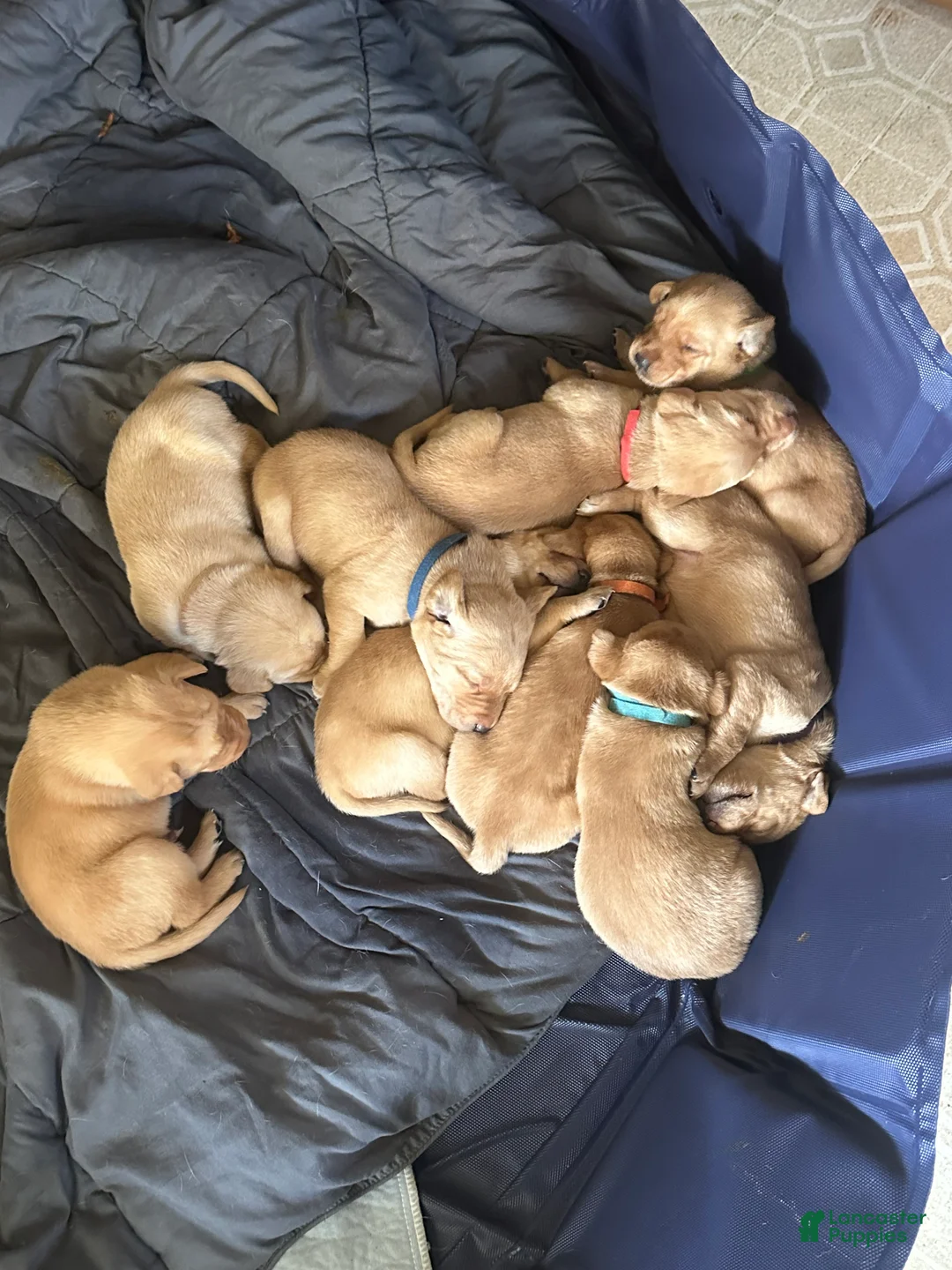 Labrador Retriever dogs for sale: Winchester - Ad 2