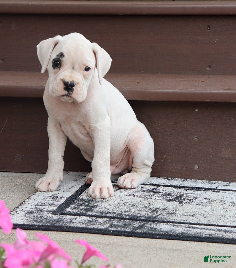Boxer dogs Quinton - Ad 1