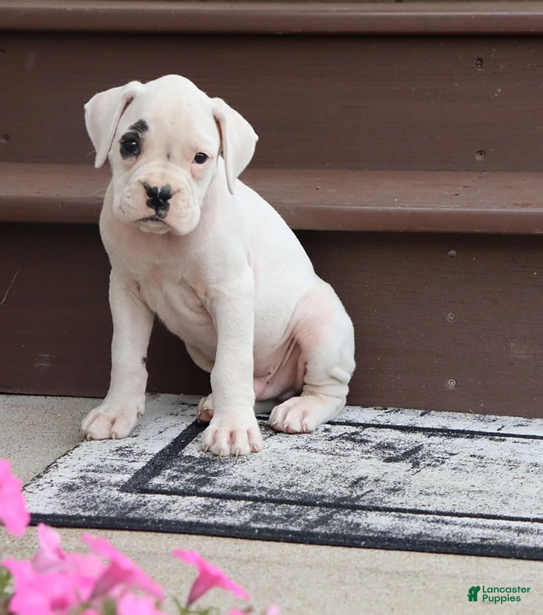 Boxer dogs for sale: Quinton - Ad 1